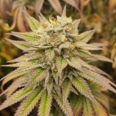Super Monkey Haze