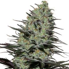 Morpheus - 5pack - Feminised - Buddha Seeds