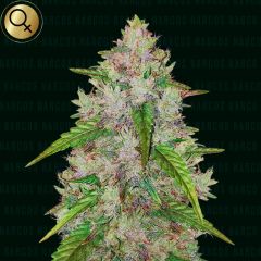 Pablo’s Gelato Gold Auto - 5-pack