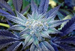 night-terror-og