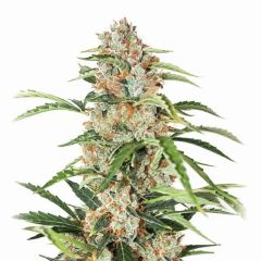 Orange Bud Auto - 5-pack