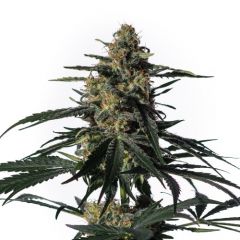 nightingale-5pack-fem-mmgenetics