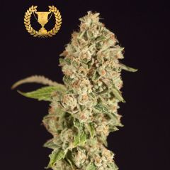 og-reekn-5pack-fem-devils-harvestamsterdam-seed-center