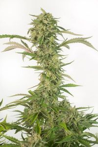 OG Kush Autoflowering CBD 