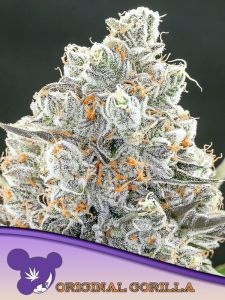 Original Gorilla #4 by Anesia Seeds is their version of one of the most famous cannabis plants in the world, Gorilla Glue #4. It is known to be the most potent cannabis strain. Anesia Seeds got an elite cut directly from the Standard Seed Collective and c