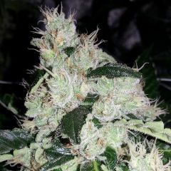 Original White Widow (IBL)