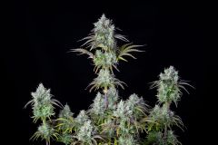 Big Bud Auto - 5-pack