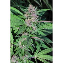 Pakistan Chitral Kush - 5PACK