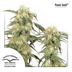 Pamir Gold