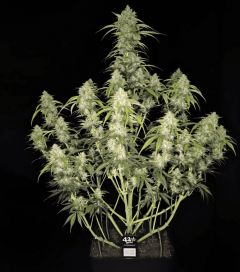 Papaya Cookies Auto - 5-pack