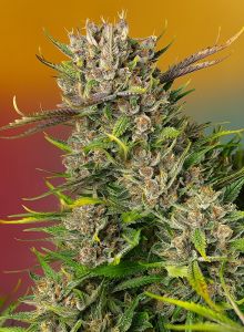 Papaya Zoap Auto - 5-pack