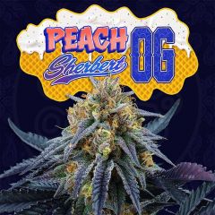 Peach Sherbert OG - 6-pack