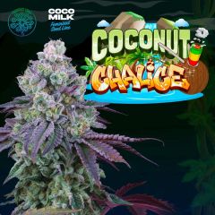 Coconut Chalice - 6-pack