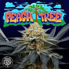 Peach Tree - 6PACK