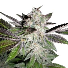 Sunset aka Sunset Sherbert - 5PACK