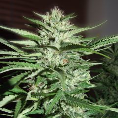 Pineapple Express - 5-pack