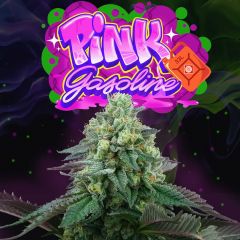 Pink Gasoline - 6-pack