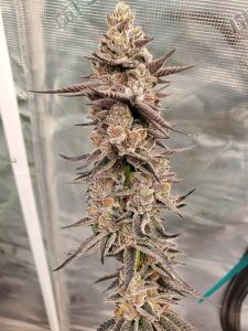 Platinum Kush Breath - 3-pack