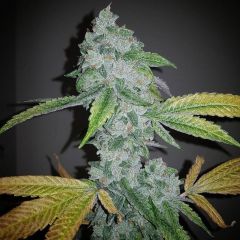 el-chapo cola by the plug seedbank 