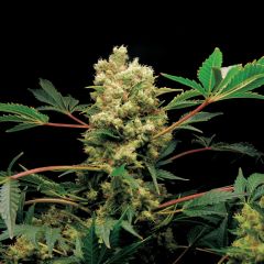 Power Kush