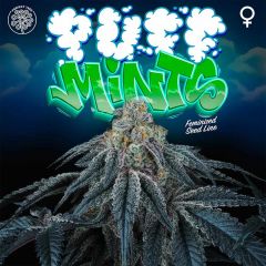 Puff Mintz - 6-pack
