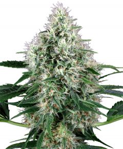 Pure Power Plant Autoflowering