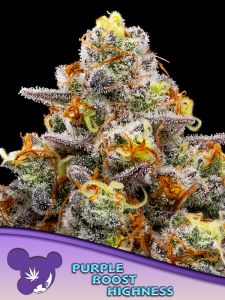 Purple Boost Highness - 5-pack