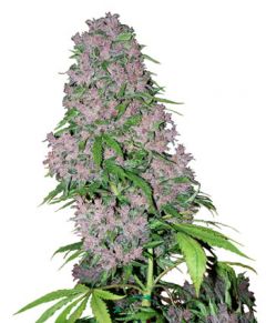 Purple Bud