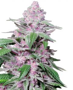 Purple Cookie Kush - 5-pack