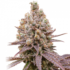 Purple OG Punch - 3-pack