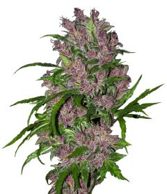 Purple Bud Automatic