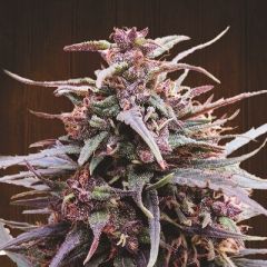 Purple Haze x Malawi - 5-pack