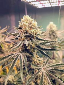 Pyramid Kush - 12-pack