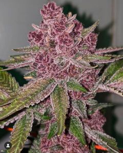 Queen of the South - 11-pack