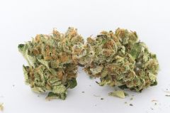 Dank Commander - 12PACK
