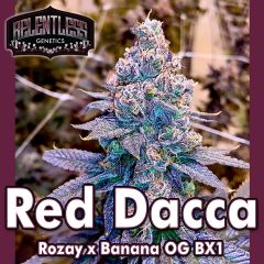 Red Dacca - 11-pack