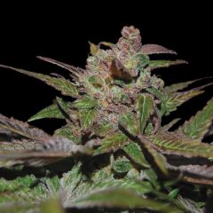 Purple Wreck Auto - 5-pack