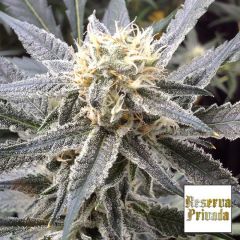 Strawberry Banana - 6PACK