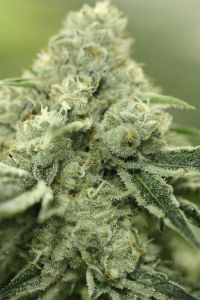 Rollex OG Kush 5PACK