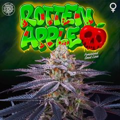 Rotten Apples - 6PACK