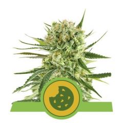 Royal Cookies Automatic - 5PACK