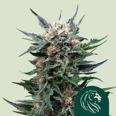 royal-gorilla-rqs-asc