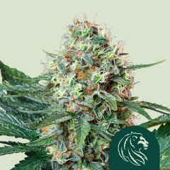 royal-cookies-rqs