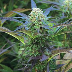 Royal Purple Kush