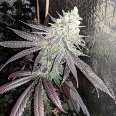 Baklava by The Plug is a jaw-dropping hybrid that has crossed two of the most famous strains of recent years: Wedding Cake and Gelato. The two combine to create this delicious hybrid that is as potent as it is tasty. Baklava is sweet, creamy, fruity, and 