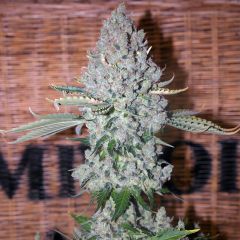 Sativa Des Rois - 5-pack