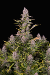 Amnesia Kush