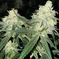 Scott’s Haze - 12-pack