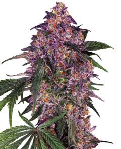 Sensi Purple Kush - 5-pack