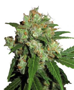 Photo of a Sensi Skunk flower by Sensi Seeds 